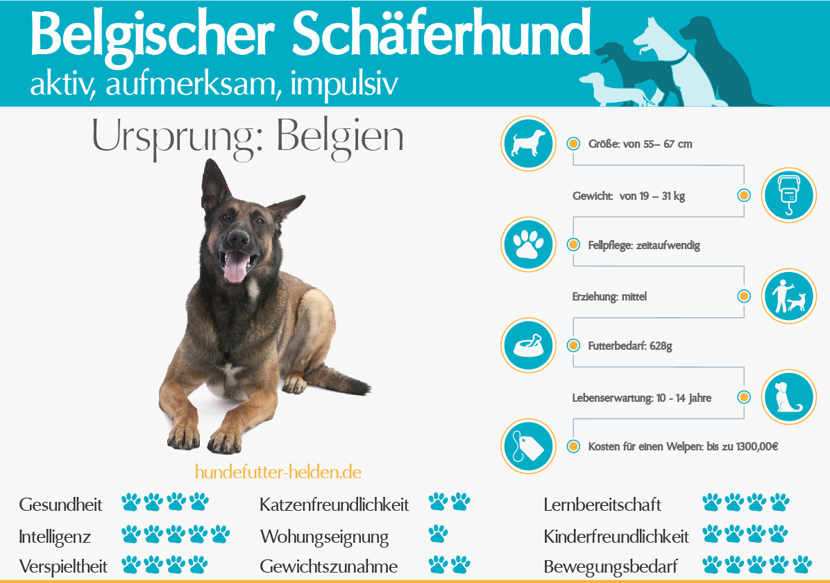 Belgischer Schäferhund