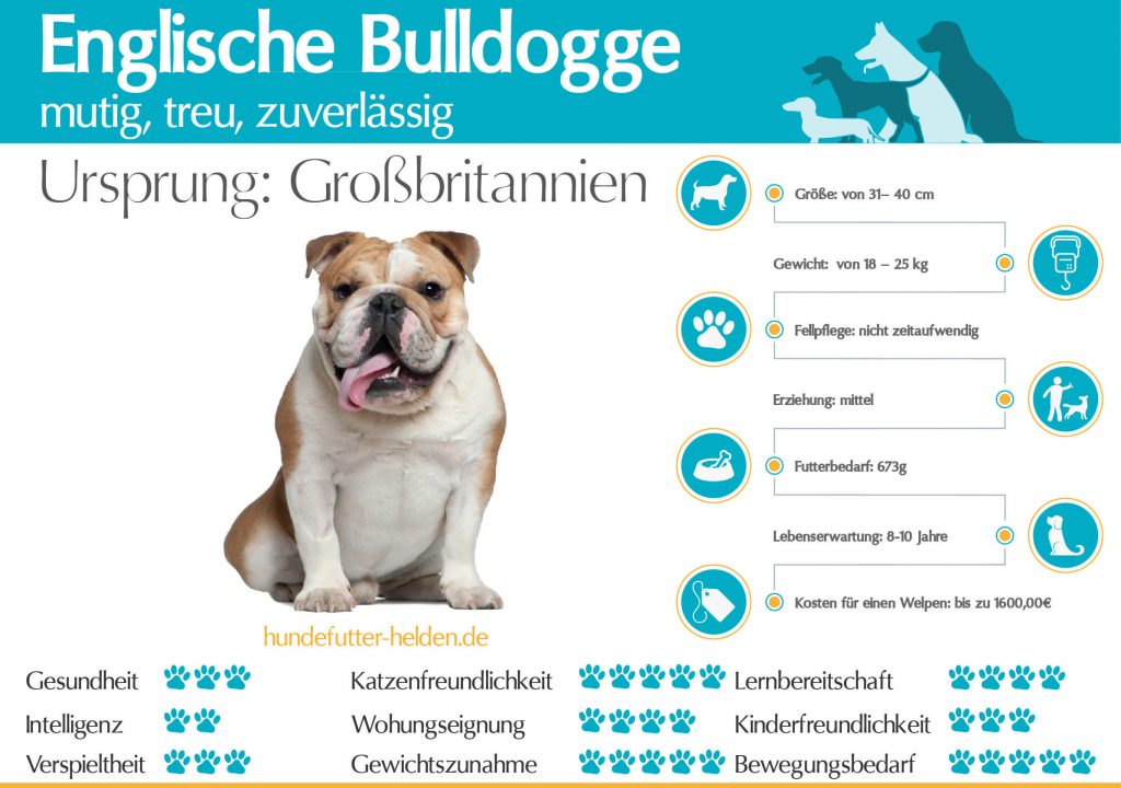 Englische Bulldogge - Steckbrief Rasseportrait & Informationen