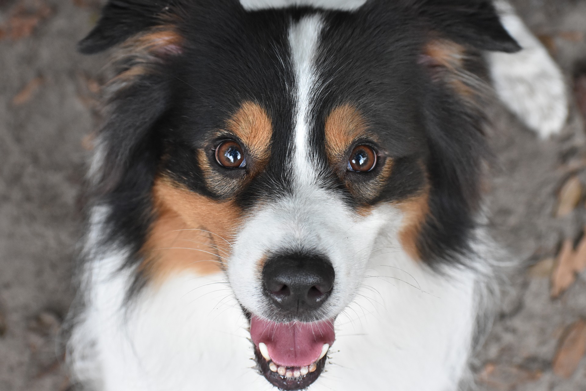 Australian Shepherd - Steckbrief Rasseportrait & Informationen
